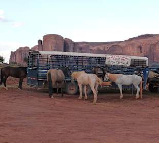 Pferde im Monument Valley