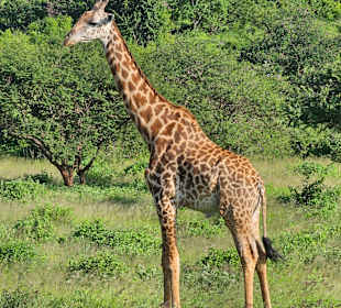 Giraffe