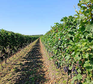 Weinzeile