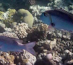 Schnorcheln am Hausriff