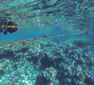 Schnorcheln Marsa Alam