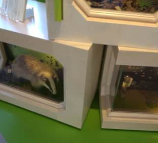 Museum Natur und Mensch