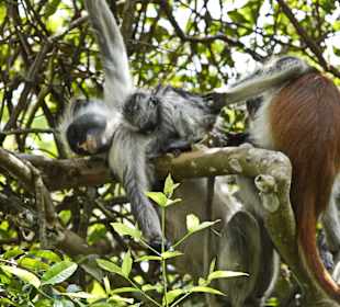 Affen im im Nationalpark
