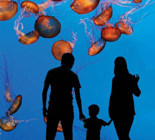 Monterey Bay Aquarium
