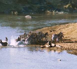 Zebras am Mara River