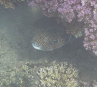 Kugelfisch am Hausriff