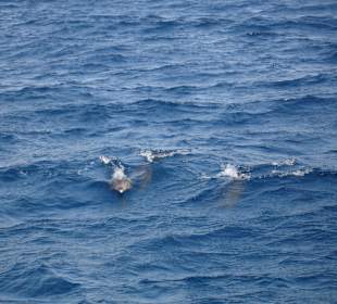 Delfinausflug mit MO