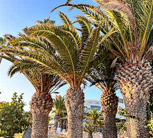 Strandpromenade Costa Adeje