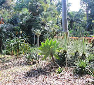 Kakteen- u. Sukkulenten..