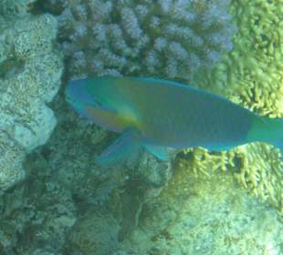 Far Garden Reef