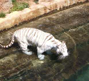 Weißer Tiger