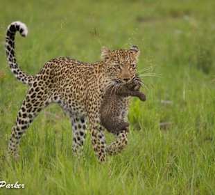 Leopardin mit Nachwuchs in Sabi Sands, Südafrika