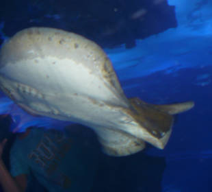 Röhren Aquarium Antalya 