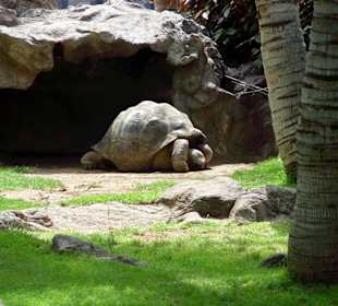 Loro Park - Tiere - Riesenschildkrötte