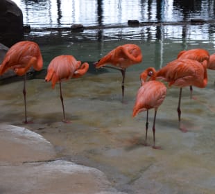 Flamingo-Pool