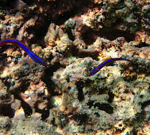 Unterwasserwelt Musandam