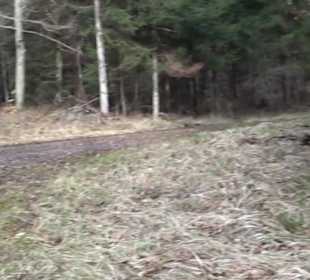 Rundwanderung durch den Rauhen Rammert Hemmendorf