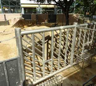 Afrikanischer Elefant 