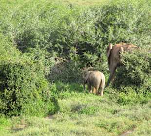 Und noch mehr Elephanten