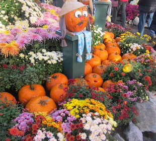 Chrysanthema Lahr
