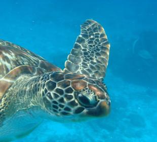 Schwimmen mit unserer Schildkröte