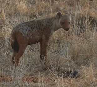 Hyäne
