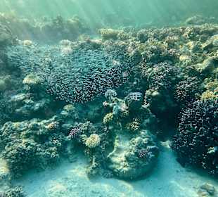 Schnorcheln Marsa Alam