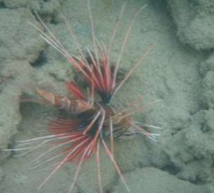 Schnorcheln beim Fort Arabesque