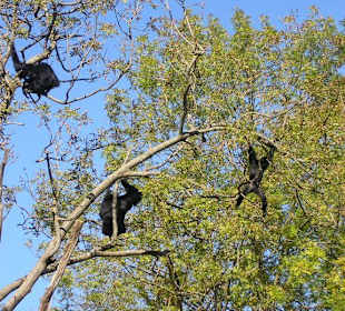 Turnstunde in den Bäumen