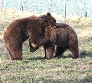 Bärenfreuden im "neuen" Quartier