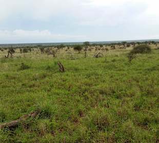 Sarova Salt Lick Game Lodge