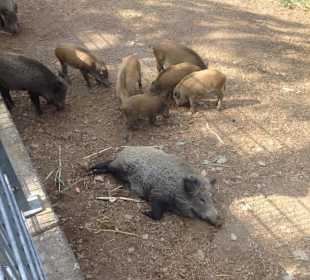 Wild- und Freizeitpark Klotten