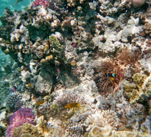 Schöne Unterwasserwelt!