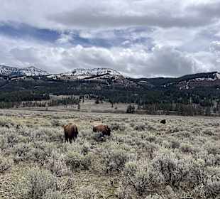 Yellowstone Nationalpark