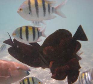 Wie im Aquarium