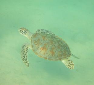 Schildkröte