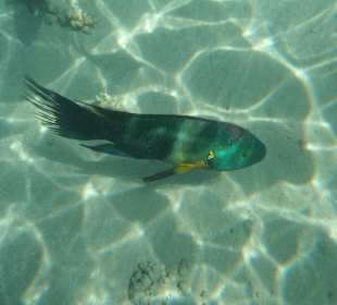 Besenschwanzlippfisch