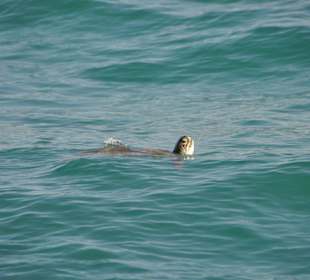 Caretta-Schildkröte