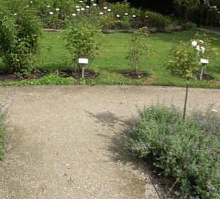 Rosengarten auf der Roseninsel