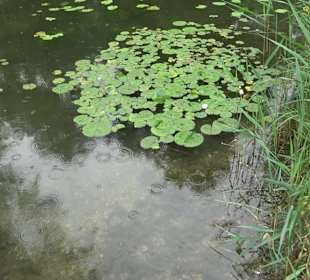 Fischlehrpfad Neu-Ulm