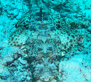 Schnorcheln Abu Dabab