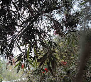 Parque Botánico de Maspalomas 13-02-2013