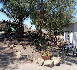 Ziegenfarm Finca Pepe