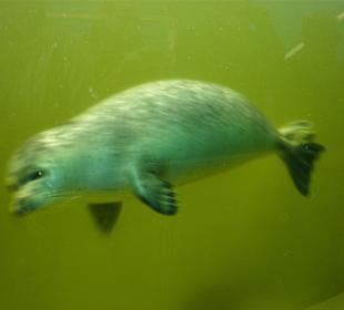 In der Seehundaufzuchtstation in Norddeich