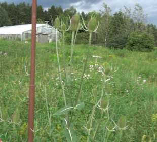 ALB-GOLD Naturgarten