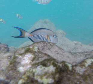 Schnorcheln Hurghada