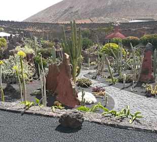 Jardin de Cactus