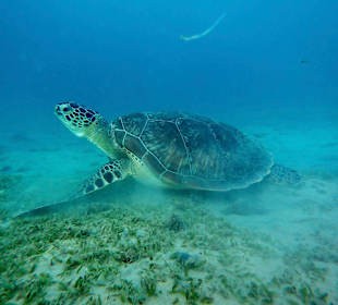 Schnorcheln Marsa Alam