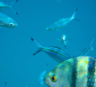 Viele verschiedene Fische