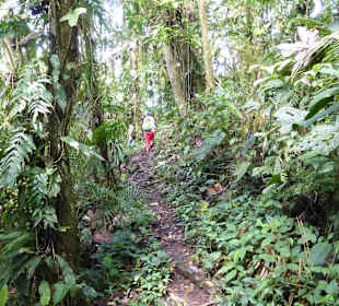 Wanderung durch den Nebelwald/Regenwald
